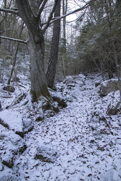 Weg Tussen Bomen Een Besneeuwde Berg Baga Catalonië — Stockfoto