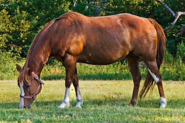 Horse Grazing — Stock Photo, Image