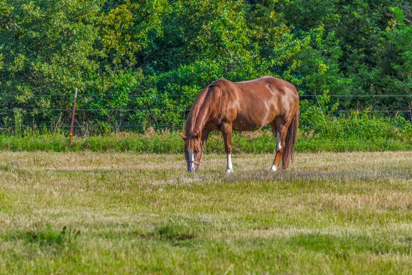 Американский конь Пэйнт — стоковое фото