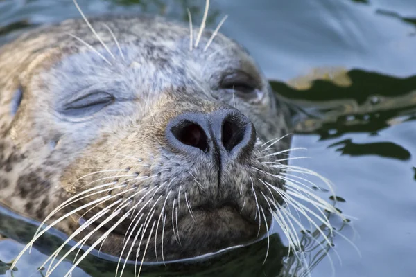 Sello del puerto (Phoca vitulina) — Foto de Stock