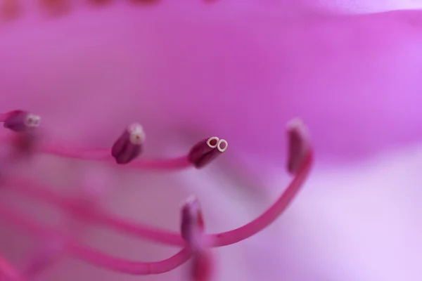 紫のツツジ — ストック写真