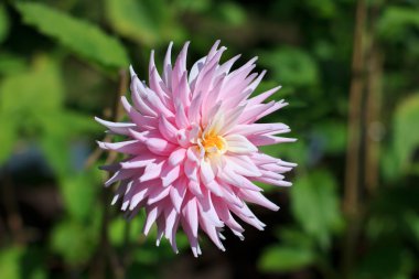 tek bir pembe çiçek