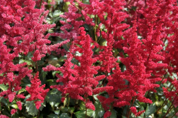 Rote Blüten — Stockfoto