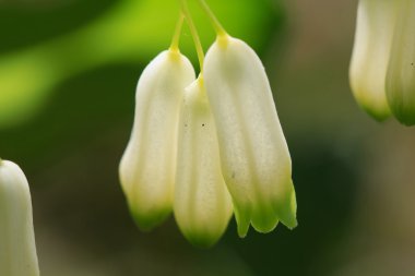 Üç beyaz çiçek yeşil bir arka plan