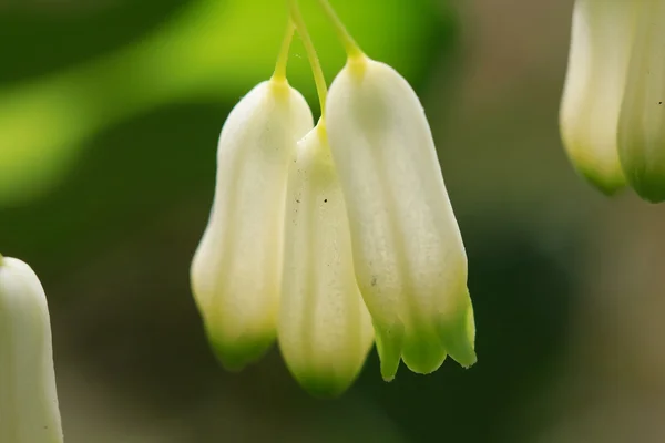 Trzy białe kwiaty na zielonym tle — Zdjęcie stockowe