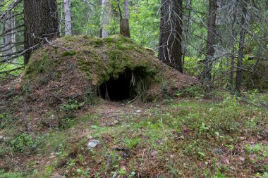 Bear den