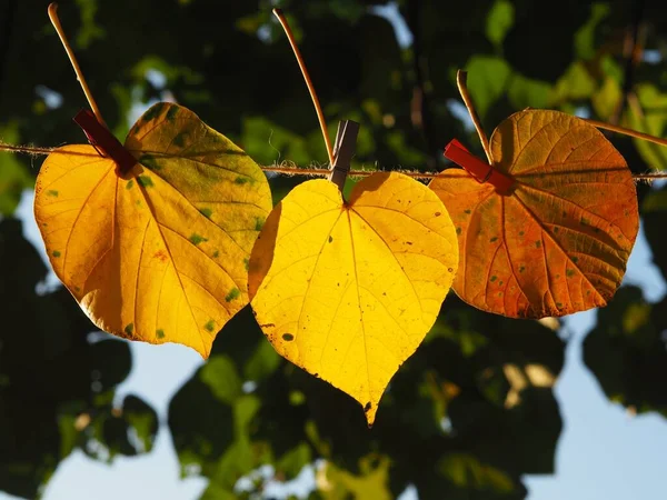 Gula Blad Solljus — Stockfoto