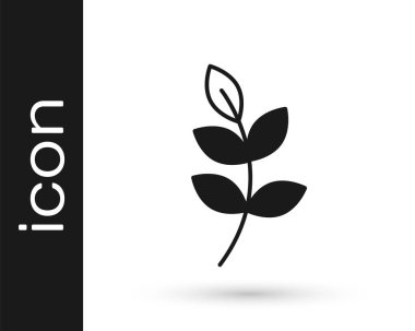 Siyah Söğüt yaprağı simgesi beyaz arkaplanda izole edilmiş. Vektör