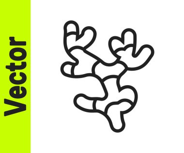 Siyah çizgi Ginger kök simgesi beyaz arkaplanda izole edildi. Vektör