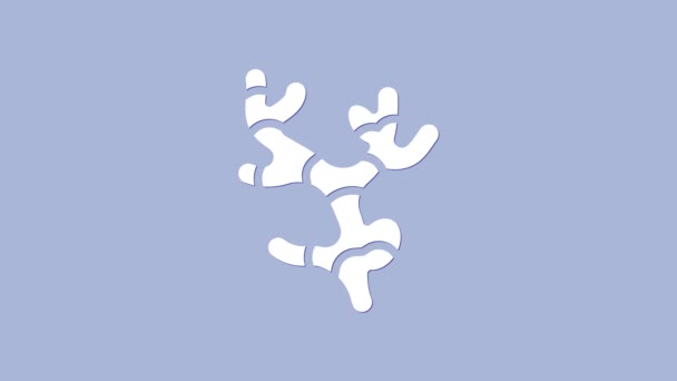 Witte gember wortel pictogram geïsoleerd op paarse achtergrond. 4K Video motion grafische animatie — Stockvideo