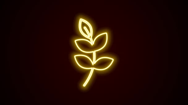 Gloeiende neon lijn Willow blad pictogram geïsoleerd op zwarte achtergrond. 4K Video motion grafische animatie — Stockvideo