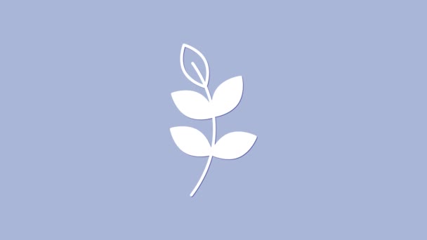 Ícone de folha de salgueiro branco isolado no fundo roxo. Animação gráfica em movimento de vídeo 4K — Vídeo de Stock