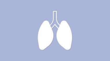 Beyaz akciğerler simgesi mor arkaplanda izole edilmiş. 4K Video hareketli grafik canlandırması