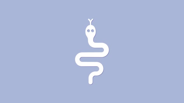 White Snake pictogram geïsoleerd op paarse achtergrond. 4K Video motion grafische animatie — Stockvideo