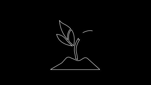 Biała Linia Ikona Rośliny Izolowana Czarnym Tle Nasiona Sadzonki Pozostawia — Wideo stockowe