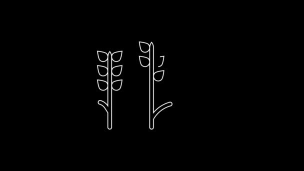 Bílá Čára Obiloviny Posázené Rýží Pšenicí Kukuřicí Ovsem Žitem Ikonou — Stock video