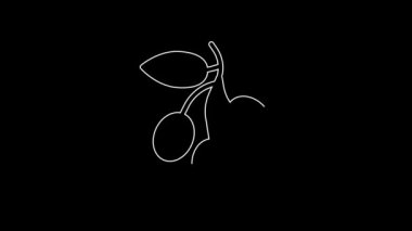 Beyaz çizgi zeytin dalı simgesi siyah arkaplanda izole edildi. 4K Video hareketli grafik canlandırması.