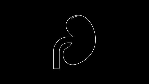 White Line Human Kidney Icon Isolated Black Background Video Motion — Vídeos de Stock