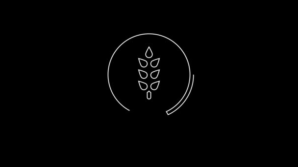 White Line Gluten Free Grain Icon Isolated Black Background Wheat — 비디오