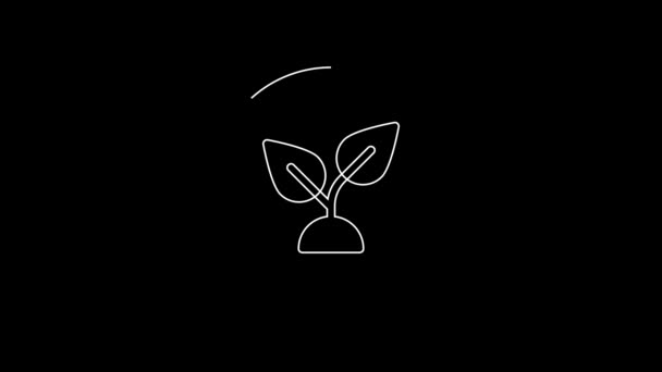 White Line Plant Based Icon Isolated Black Background Video Motion — Video