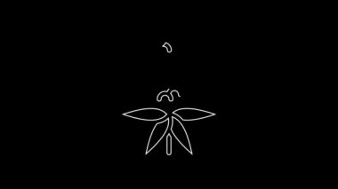 White line Lupine flower icon isolated on black background. 4K Video motion graphic animation.