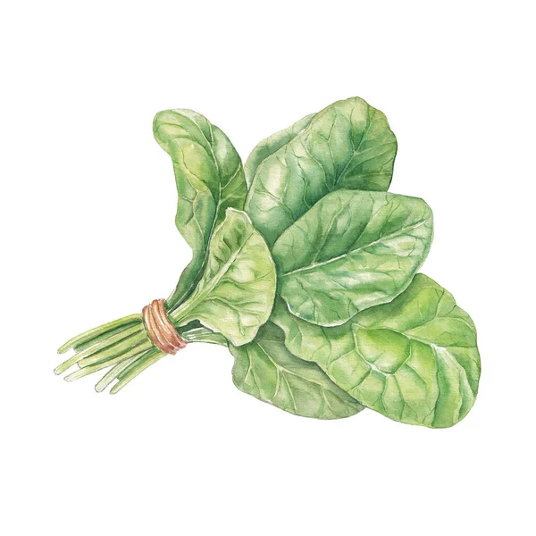 Watercolor Bunch Spinach White — Stock Photo, Image