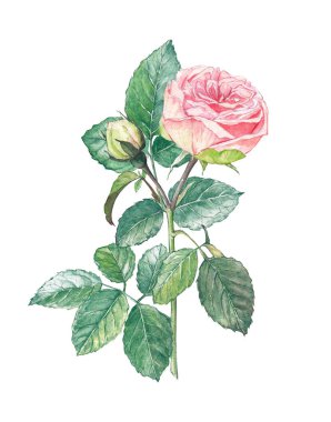 Suluboya pembe şakayık gül, düğün çiçeği 