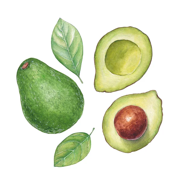 Set Watercolor Avocadoes Leaves — Stock Photo, Image