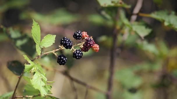 Blackberries in the garden — Stock Video