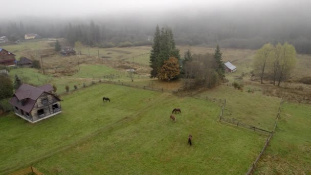 Mglisty Poranek Nad Wioską Wiejską Wypasanymi Końmi Rano Widok Powietrza — Wideo stockowe