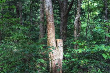 Woljeongsa tapınağının yakınındaki firavun ağacı orman manzarası. Pyeongchang, Güney Kore 'de çekildi.