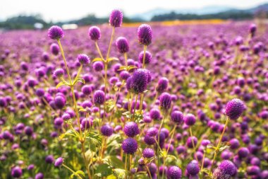 Mor renkli dünya amaranth alanı aynı zamanda gomphrena globosa olarak da bilinir. Yangju Nari Parkı, Güney Kore 'de çekilmiş.