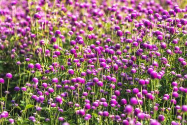 Mor renkli dünya amaranth alanı aynı zamanda gomphrena globosa olarak da bilinir. Yangju Nari Parkı, Güney Kore 'de çekilmiş.