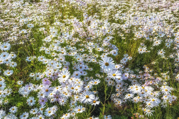 Mező Fehér Krizantém Virágok Yangju Nari Park Dél Koreában Más — Stock Fotó