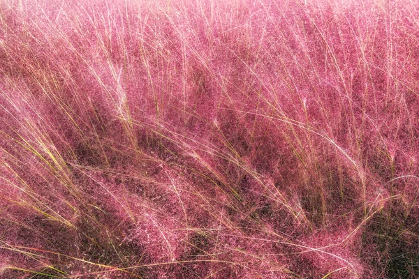 韓国の楊州奈良公園で撮影されたピンク色のムギ草のフィールド — ストック写真
