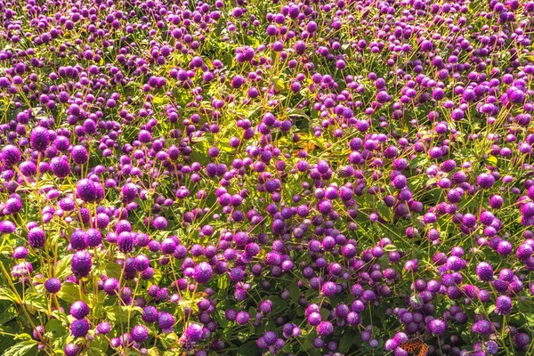 Gebied Van Paars Gekleurde Globe Amaranth Ook Wel Gomphrena Globosa — Stockfoto