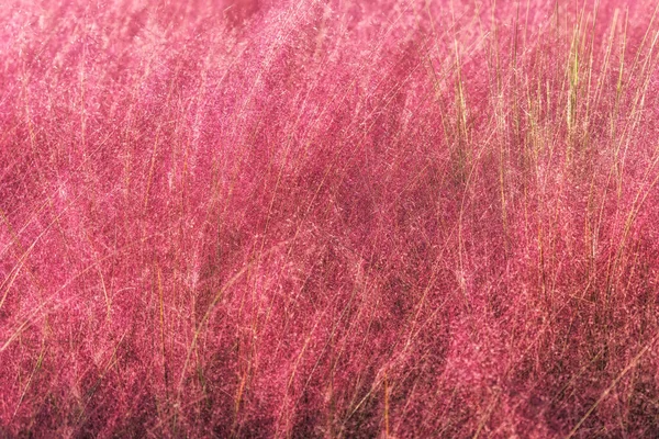 韓国の楊州奈良公園で撮影されたピンク色のムギ草のフィールド — ストック写真