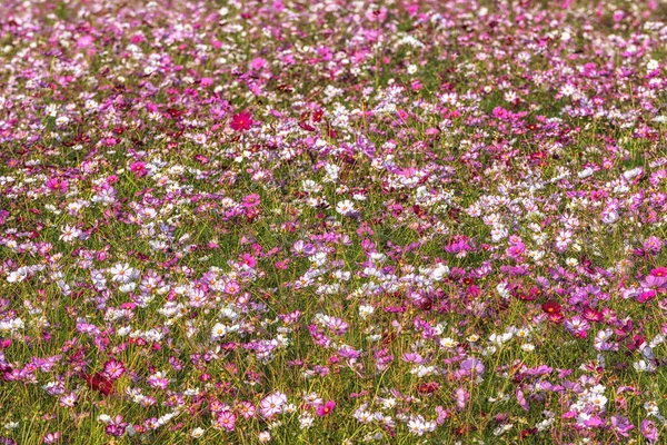 Kozmosz Virágok Virágzik Yangju Nari Park Dél Koreában — Stock Fotó