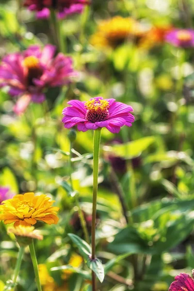 Zinnia Květ Kvete Yangju Nari Park Jižní Koreji — Stock fotografie