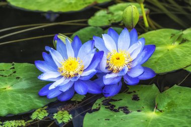Güney Kore, Yangpyeong 'daki Semiwon Bahçesi' nde çeşitli renkli nilüfer çiçekleri.
