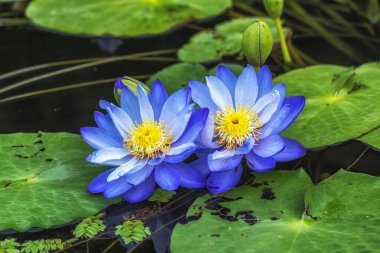 Güney Kore, Yangpyeong 'daki Semiwon Bahçesi' nde çeşitli renkli nilüfer çiçekleri.
