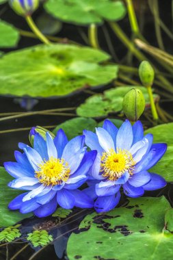 Güney Kore, Yangpyeong 'daki Semiwon Bahçesi' nde çeşitli renkli nilüfer çiçekleri.