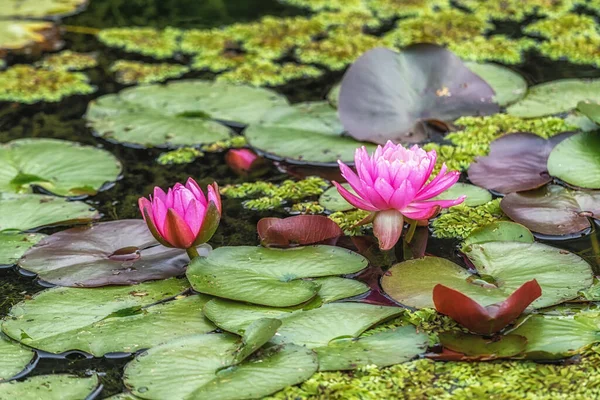 Diverses Fleurs Lotus Colorées Dans Semiwon Garden Yangpyeong Corée Sud — Photo