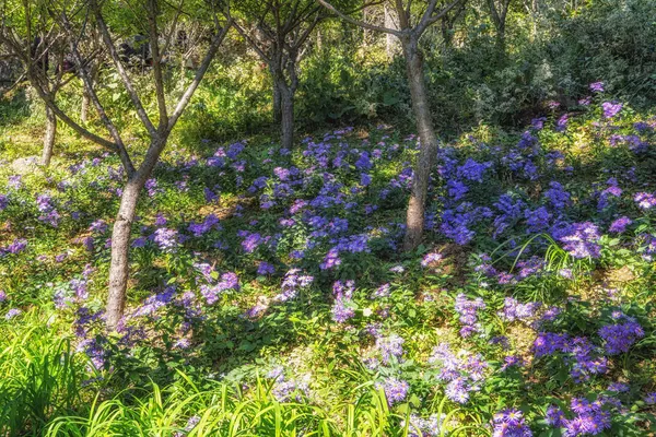 Pole Ezo Murasaki Nazywane Także Azjatyckimi Kwiatami Astralnymi Rosnącymi Ogrodzie — Zdjęcie stockowe