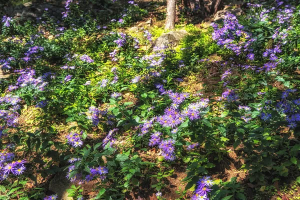 Pole Ezo Murasaki Nazywane Także Azjatyckimi Kwiatami Astralnymi Rosnącymi Ogrodzie — Zdjęcie stockowe