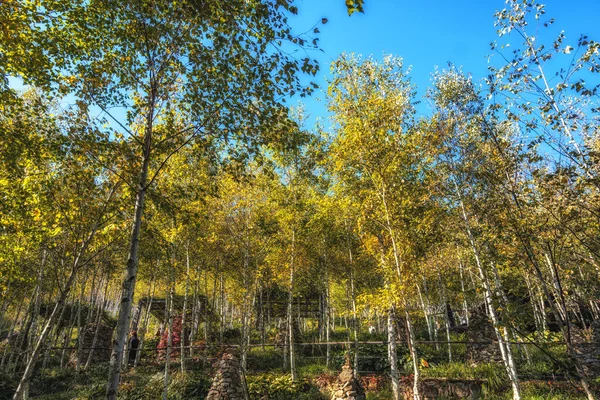 Witte Berk Bos Hwadam Botanische Tuin Zuid Korea — Stockfoto