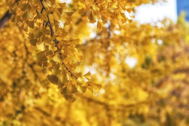 Gingko ağacı yaprakları sonbahar mevsiminde yapraklanır. Seul Ormanı 'nda çekildi.