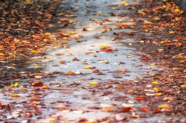 Seul, Güney Kore 'deki Seul Orman Parkı' nda sonbahar yaprakları küçük bir patikaya düştü.