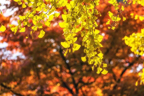 银杏秋天叶色 季节里叶子变成黄色 在南韩南米岛拍摄 — 图库照片