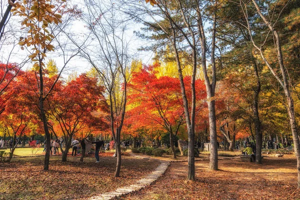 秋の紅葉に囲まれた波島の小路 — ストック写真